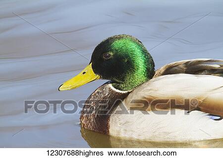 Stock Photograph - A Mallard drake swims in an Anchorage pond in May. Southcentral Alaska.. Fotosearch