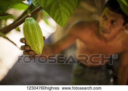 Stock Photograph - A man checks the ripeness of a cocoa bean; Sumatra, Indonesia. Fotosearch