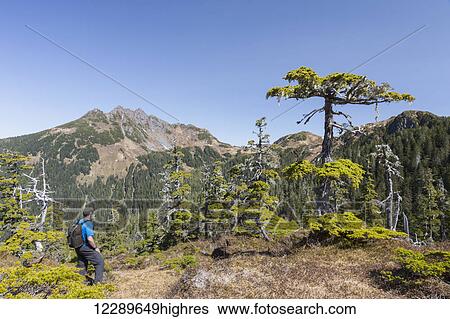 Stock Photograph - A man hikes along Gavin Hill Ridge on a clear day, Sitka, Southeast Alaska, USA, Summer. Fotosearch