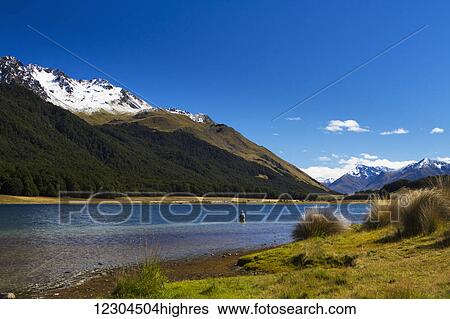 Stock Photograph - A man practices fly fishing at Mavora Lake; Mavora, Southland, New Zealand. Fotosearch