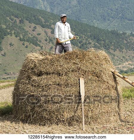 Stock Photograph - A man standing in a pile of cut grass in a field; Punakha, Bhutan. Fotosearch