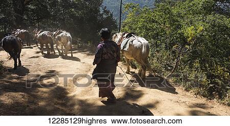 Stock Photograph - A man walking with horses down a trail; Paro, Bhutan. Fotosearch