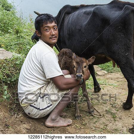 Stock Photograph - A man with a cow and calf on the side of a dirt road; Punakha, Bhutan. Fotosearch