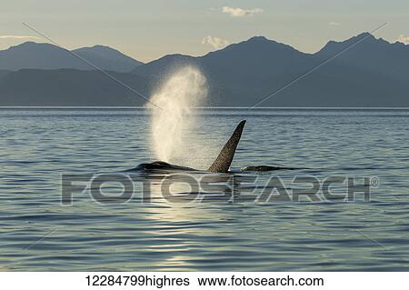 Stock Photograph - A mature male Orca (Killer whale) surfaces in Lynn Canal on a summer evening, Inside Passage, Southeast Alaska, summer. Fotosearch