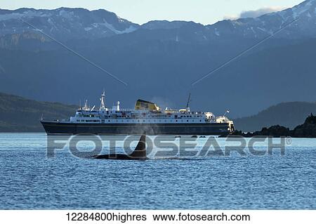 Stock Photograph - A mature male Orca whale (Killer Whale) surfaces in Lynn Canal as an Alaska Highway ferry passes beyond, Inside Passage, Southeast Alaska, Summer. Fotosearch