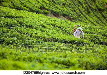 Stock Photograph - A migrant worker from Jakarta works picking tea leaves on a tea plantation; Sumatra, Indonesia. Fotosearch