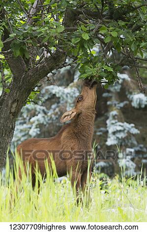 A moose calf feeds on high leaves in Anchorage in Summer. Southcentral Alaska. View Large Photo Image Stock Photograph - A moose calf feeds on high leaves in Anchorage in Summer. Southcentral Alaska.. Fotosearch