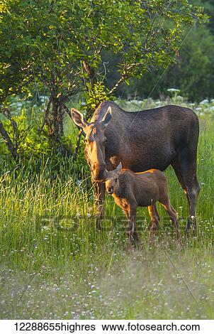 Stock Photograph - A moose cow and calf in Kincaid Park, Anchorage, Southcentral Alaska, summer. Fotosearch