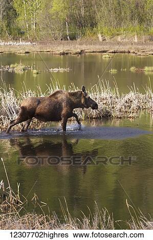 Stock Photograph - A moose walking in water of Potter Marsh. Southcentral Alaska. Fotosearch