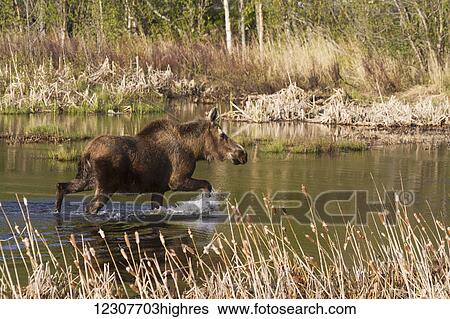 Stock Photograph - A moose walks thru the water of Potter Marsh and makes splashes. Southcentral Alaska. Spring.. Fotosearch