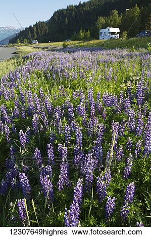 Stock Photograph - A motorhome on the Seward highway with field of Lupine alongside Turnagain Arm. Southcentral Alaska. Summer.. Fotosearch