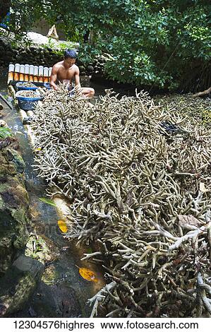 Stock Photograph - A native on the island of Yap is preparing live hard coral, harvested from a coral reef, to be baked and then ground into a powdered lime which is sold and used in the chewing of beetlenut. Beetlenut or areca nut is the seed of the areca palm, which.... Fotosearch