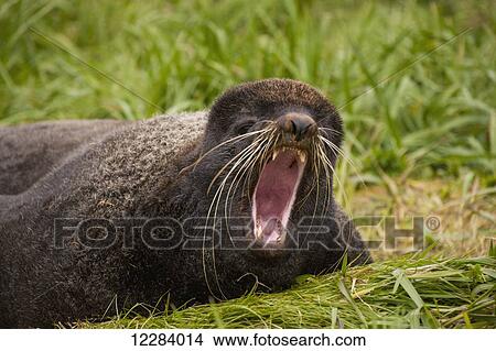 A Northern Fur Seal lying on green grasses with its mouth open and barking, St. Paul Island, Southwestern Alaska, USA, Summer View Large Photo Image Picture - A Northern Fur Seal lying on green grasses with its mouth open and barking, St. Paul Island, Southwestern Alaska, USA, Summer. Fotosearch