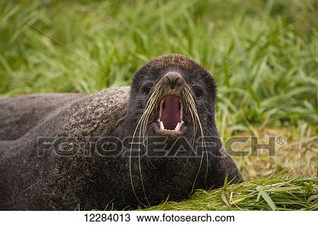 A Northern Fur Seal lying on green grasses with its mouth open and barking, St. Paul Island, Southwestern Alaska, USA, Summer View Large Photo Image Stock Image - A Northern Fur Seal lying on green grasses with its mouth open and barking, St. Paul Island, Southwestern Alaska, USA, Summer. Fotosearch