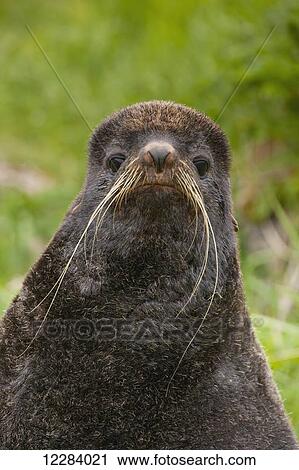 A Northern Fur Seal lying on green grasses, St. Paul Island, Southwestern Alaska, USA, Summer View Large Photo Image Stock Image - A Northern Fur Seal lying on green grasses, St. Paul Island, Southwestern Alaska, USA, Summer. Fotosearch