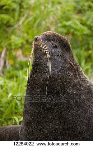 A Northern Fur Seal lying on green grasses, St. Paul Island, Southwestern Alaska, USA, Summer View Large Photo Image Stock Image - A Northern Fur Seal lying on green grasses, St. Paul Island, Southwestern Alaska, USA, Summer. Fotosearch