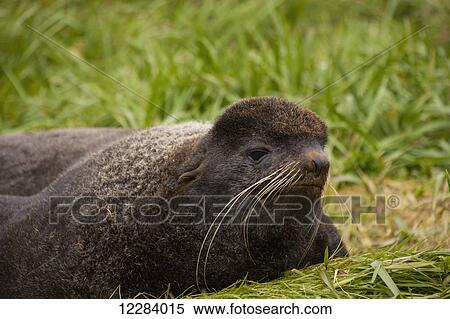 Stock Photography - A Northern Fur Seal lying on green grasses, St. Paul Island, Southwestern Alaska, USA, Summer. Fotosearch