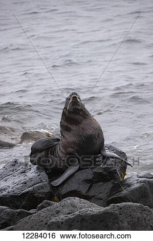 A Northern Fur Seal sitting on a rock on the shore of the Bering Sea, St. Paul Island, Southwestern Alaska, USA, Summer View Large Photo Image Stock Photograph - A Northern Fur Seal sitting on a rock on the shore of the Bering Sea, St. Paul Island, Southwestern Alaska, USA, Summer. Fotosearch