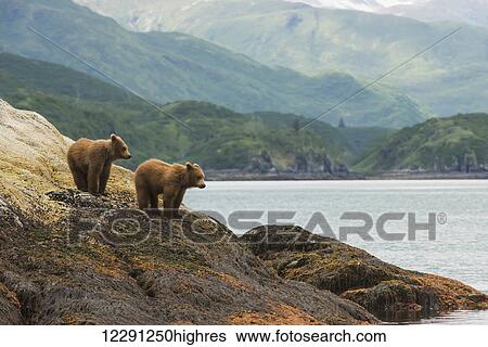 A pair of brown bear cubs watch their mother swim away in Kukak Bay, Katmai National Park & Preserve, Alaska View Large Photo Image Stock Photograph - A pair of brown bear cubs watch their mother swim away in Kukak Bay, Katmai National Park & Preserve, Alaska. Fotosearch