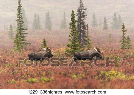 A pair of bull moose wander through a sparse taiga forest in Denali National Park & Preserve, Interior Alaska, Autumn View Large Photo Image Stock Photograph - A pair of bull moose wander through a sparse taiga forest in Denali National Park & Preserve, Interior Alaska, Autumn. Fotosearch