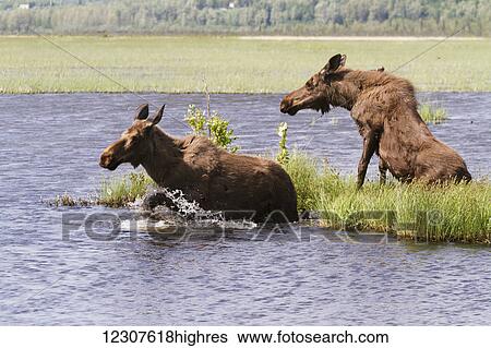 Stock Photograph - A pair of moose cross Potter Marsh together. South of Anchorage in Southcentral Alaska.. Fotosearch