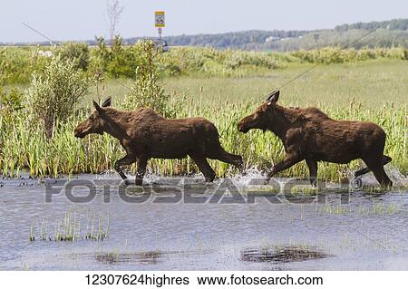 Stock Photograph - A pair of moose cross Potter Marsh together. South of Anchorage in Southcentral Alaska.. Fotosearch