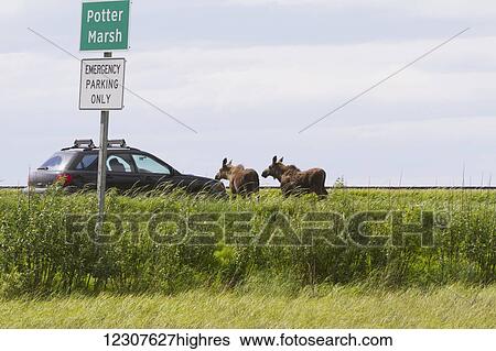 Stock Photograph - A pair of moose cross Potter Marsh together. South of Anchorage in Southcentral Alaska.. Fotosearch