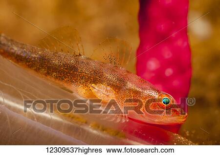 A parasitic copepod is attached just behind the pectoral fin of this coral goby (Bryaninops amplus); Bali, Indonesia View Large Photo Image Stock Photograph - A parasitic copepod is attached just behind the pectoral fin of this coral goby (Bryaninops amplus); Bali, Indonesia. Fotosearch