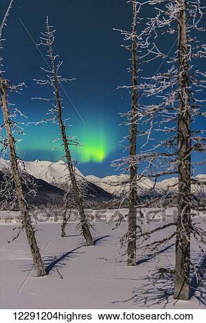 A patch of aurora borealis shines through frosty trees along the Turnagain Arm. View Large Photo Image Stock Photograph - A patch of aurora borealis shines through frosty trees along the Turnagain Arm.. Fotosearch
