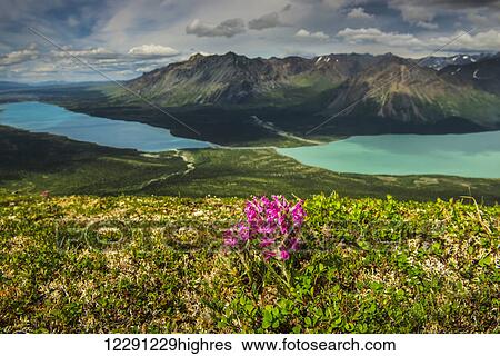 Stock Photograph - A patch of Wooly Lousewort on a ridge above Twin Lakes in Lake Clark National Park & Preserve, Southcentral Alaska, summer. Fotosearch