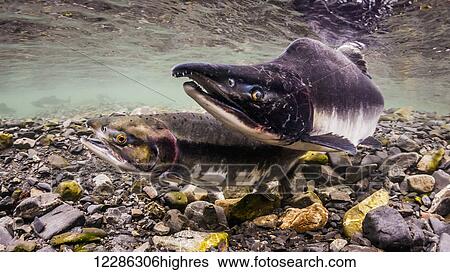 Stock Photograph - A Pink Salmon (Oncorhynchus gorbuscha) male comes alongside and quivers a female who is probing her redd in an Alaskan intertidal stream during the summer.. Fotosearch