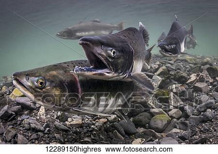 A Pink Salmon (Oncorhynchus gorbuscha) sneaker male courts a female building her redd while the alpha male is away fighting in an Alaskan intertidal stream during the summer. View Large Photo Image Stock Photograph - A Pink Salmon (Oncorhynchus gorbuscha) sneaker male courts a female building her redd while the alpha male is away fighting in an Alaskan intertidal stream during the summer.. Fotosearch