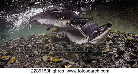 Stock Photograph - A Pink Salmon (Oncorhynchus gorbuscha) alpha male is attacked by a challenger in an Alaskan intertidal stream during the summer.. Fotosearch