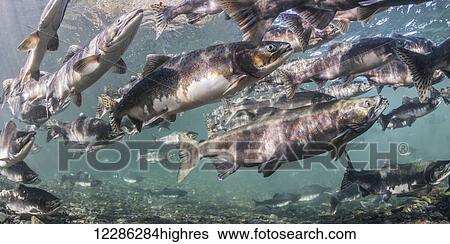 Stock Photograph - A putative Chum and Pink (Oncorhynchus keta and O. gorbuscha) salmon hybrid migrating upstream alongside Pink Salmon, Alaska. Fotosearch
