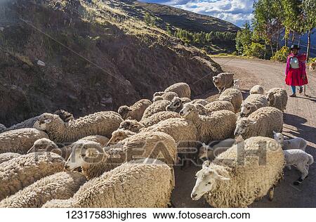 A Quechua sheppard moves her flock of sheep along a road in the mountai0us Cusco region of Peru, wearing the dress of the traditional indige0us Quechua culture; Cusco, Peru View Large Photo Image Stock Photograph - A Quechua sheppard moves her flock of sheep along a road in the mountai0us Cusco region of Peru, wearing the dress of the traditional indige0us Quechua culture; Cusco, Peru. Fotosearch