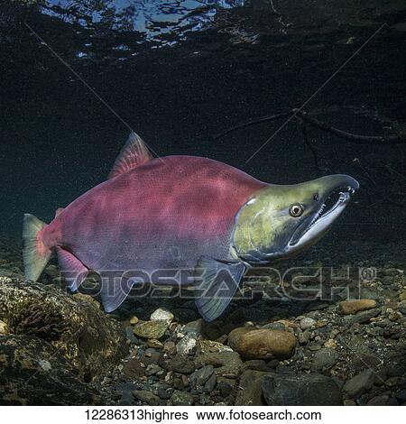 Stock Photograph - A ready to spawn Sockeye Salmon (Oncorhynchus nerka) male in an Alaskan stream at the start of summer.. Fotosearch