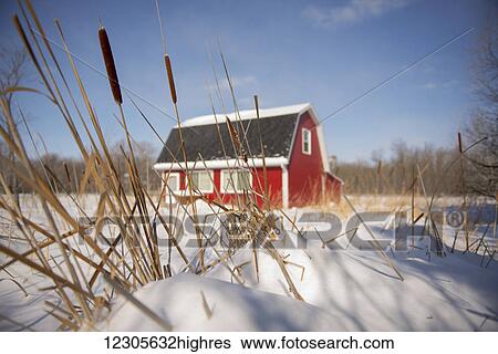 Stock Photograph - A red barn house in the country with bullrushes and snow in the foreground; Winnipeg, Manitoba, Canada. Fotosearch