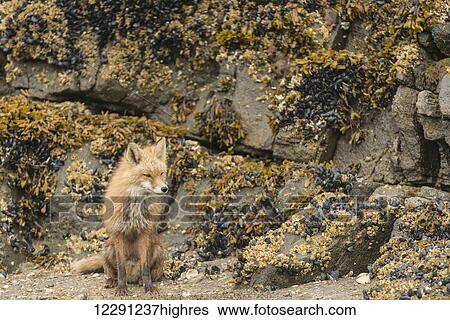 A red fox rests on a beach with blue mussels and barnacles in Kukak Bay, Katmai National Park & Preserve, Alaska View Large Photo Image Stock Photograph - A red fox rests on a beach with blue mussels and barnacles in Kukak Bay, Katmai National Park & Preserve, Alaska. Fotosearch