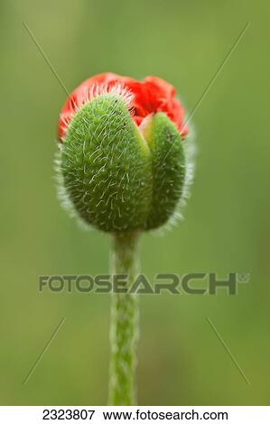 A red Oriental Poppy (Papaver Orientalis) opening View Large Photo Image Stock Photo - A red Oriental Poppy (Papaver Orientalis) opening. Fotosearch