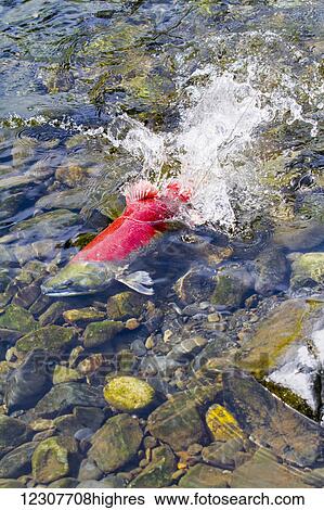 A red Sockeye Salmon spashes through shallow water as it heads upstream in the Russian River in Summer. Southcentral Alaska. View Large Photo Image Stock Photograph - A red Sockeye Salmon spashes through shallow water as it heads upstream in the Russian River in Summer. Southcentral Alaska.. Fotosearch