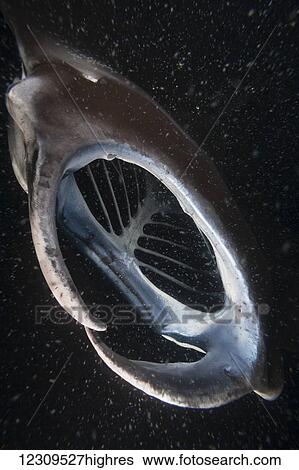 Stock Photograph - A reef manta ray (Manta alfredi) opens its mouth to consume planktonic morsels at night off the Big Island; Island of Hawaii, Hawaii, United States of America. Fotosearch