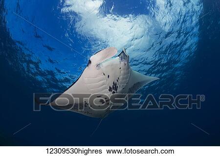 Stock Photograph - A reef manta ray (Manta alfredi), cruises over the shallows off West Maui; Hawaii, United States of America. Fotosearch