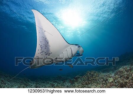 A reef manta ray (Manta alfredi), cruises over hard coral off West Maui; Hawaii, United States of America View Large Photo Image Stock Photograph - A reef manta ray (Manta alfredi), cruises over hard coral off West Maui; Hawaii, United States of America. Fotosearch