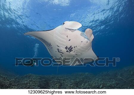 Stock Photograph - A reef manta ray (Manta alfredi) cruises over a shallow coral reef off West Maui; Hawaii, United States of America. Fotosearch