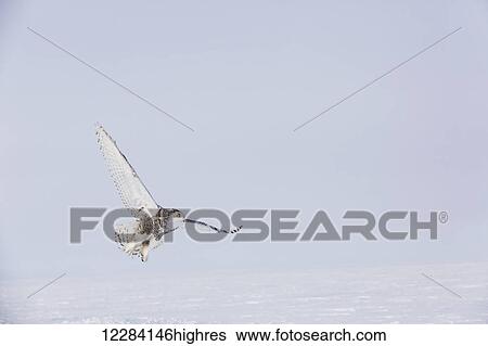 Stock Photograph - A rehabilitated Snowy Owl in flight over the sea ice, North Slope Borough Wildlife Office, Barrow, North Slope, Arctic Alaska, USA, Winter. Fotosearch