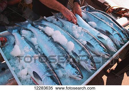 A row of fresh, wild, Pacific, sockeye salmon, on ice for sale; Steveston, British Columbia, Canada View Large Photo Image Stock Photography - A row of fresh, wild, Pacific, sockeye salmon, on ice for sale; Steveston, British Columbia, Canada. Fotosearch