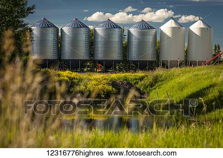 Stock Photograph - A row of silos on a farm; Herschel, Saskatchewan, Canada. Fotosearch