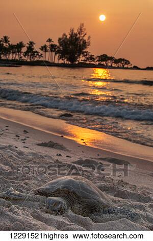 Stock Photograph - A sea turtle rests on the beach at sunset near Kailua-Kona; Island of Hawaii, Hawaii, United States of America. Fotosearch