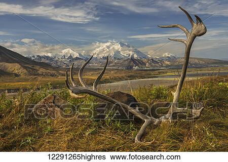 A set of caribou antlers at the Eielson Visitor Center in Denali National Park & Preserve, Alaska. View Large Photo Image Stock Photograph - A set of caribou antlers at the Eielson Visitor Center in Denali National Park & Preserve, Alaska.. Fotosearch