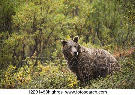 Stock Photograph - A soaked brown bear pauses at the foot of Polycrhome Pass, Denali National Park & Preserve, Interior Alaska. Fotosearch